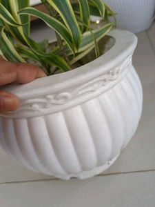 Plant With Planer
