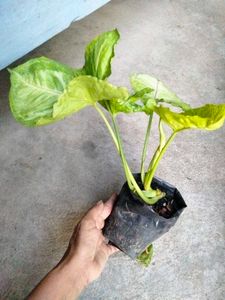 Mix Plants
