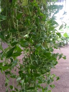 Turtle Vine Green Live Plant