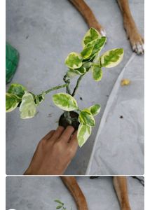 Any 10 Plant Combo