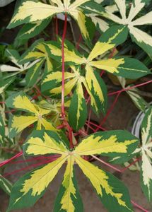 Manihot Plant