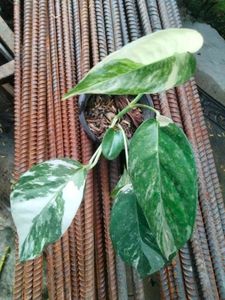 3 Plants For Listed Price