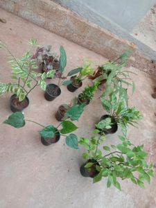 10 Plants