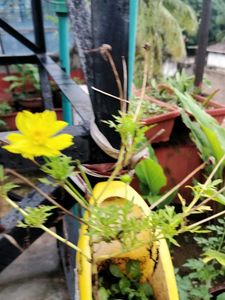 Yellow Cosmos Flower seeds