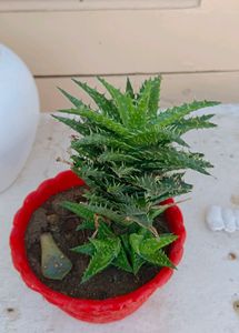 SUCCULENT PLANT WITHOUT POT