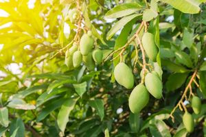 JAPANI ALL TIME MANGO