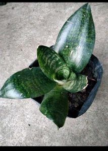 6 Different Varieties Of Sansevierias Combo Offer