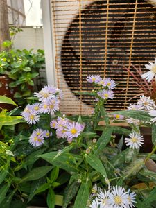 Daisy. Real Plants. 2 Small Saplings