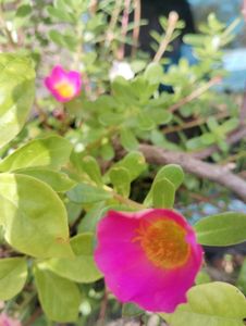 Combo Of 15 Colours Mixed Portulaca Plant