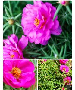 Combo Of 7 Air Purifier Plants