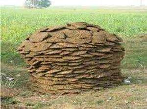 Buffalo Uple And Cow Ke Bhi Available Hai