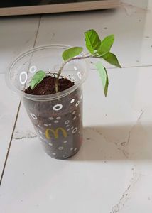 Tulsi plant