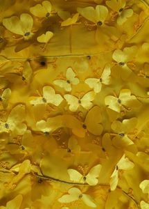 Very Elegant Butterflies Readymade Blouse