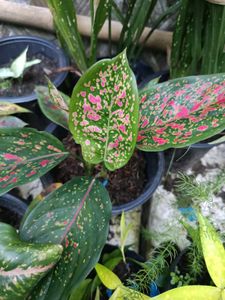 Aglaonema Red