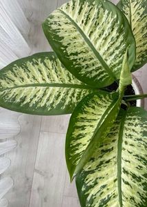 Plant Diffenbacia