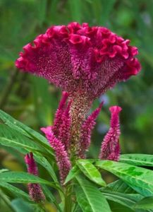 Red Cockscomb (Velvet) Flower Seeds