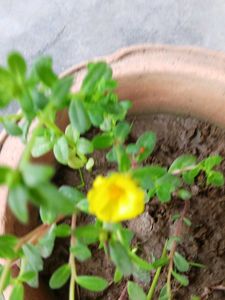 Two Colours Single Petal Portulaca