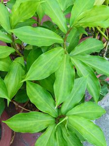 Insulin Plant Shoots