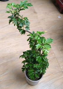 Arailia Bonsai