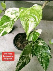 Assorted Expensive  plants offer