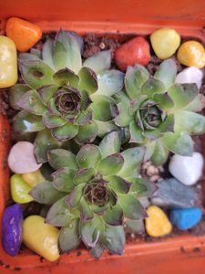 Succulent #3 (3 Laxmikamal)