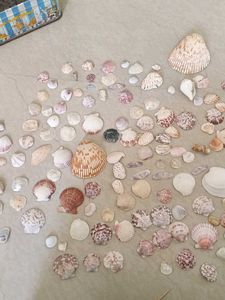 Exotic Shell Collections