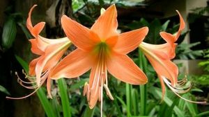 Amyrus Lilly Bulb , Colour - Peach ........Pack Of 1 Bulb