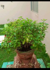 Combo Of 5 Plants
