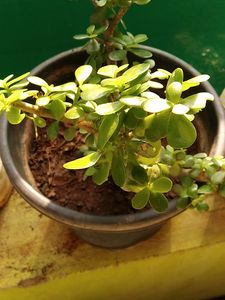 Jade Plant/Kuber Plant