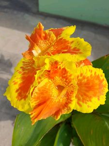 Thai Sunray/ Canna Lily