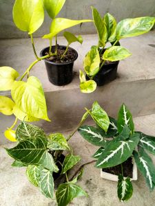 Assorted Houseplant Collection