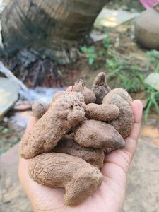 Air potato tuber 🥔