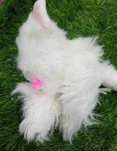 Cat Cuite Soft Toy