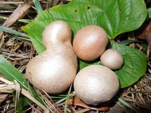 Air potato tuber 🥔