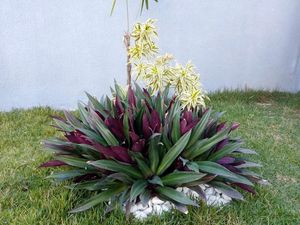 Rio Plant