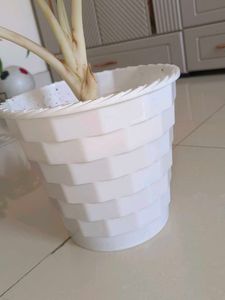 Live Indoor Plant