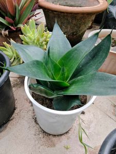 Combo Of 3 Types Snake Plant