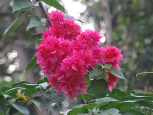 Sony Cybershot DSC-HX10v Digital Camera