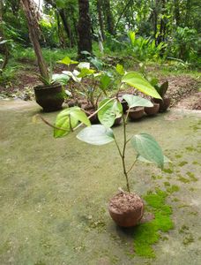 Two pepper Plants (Kaali Mirch)