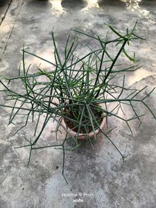 Pencil Cactus