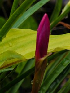 Combo Of Rain Lily Bulbs &amp; Seeds