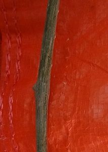 GILOY Sticks