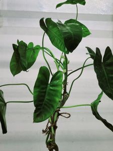 Philodendron Burle Marx [L]