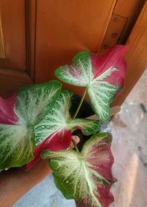 Caladium Plant