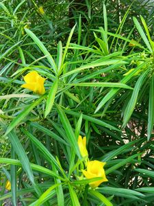 Yellow Oleander Sapling