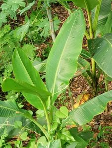 ORNAMENTAL BANANA MUSAE PLANT.