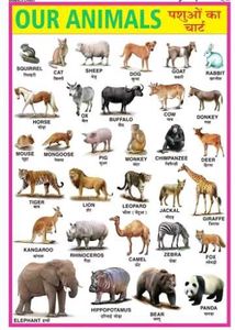 Combo Of 4 Hindi Varnmala Etc, Learning Chart