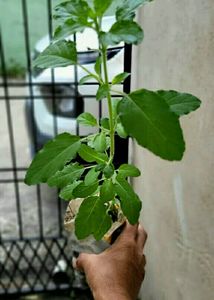 Set 2 Tulasi &amp; Monet Plant