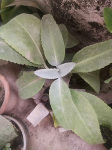 Healthy Kalnchoe Plant With Root