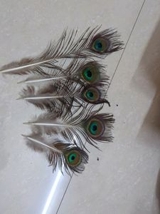 Peacock Feather